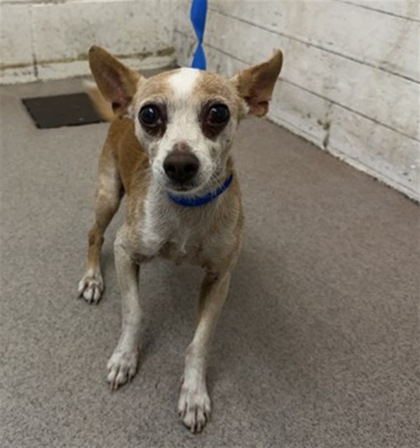 Shelter Stray Male Dog last seen HEATHER AND SYCAMORE, 333 Chandler Pl, San Bernardino, CA 92408, USA