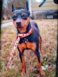 Lost Male Dog last seen Oldgreenboro Rd, Thomasville, NC 27360