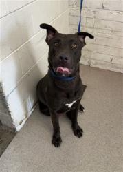Shelter Stray Male Dog last seen N G AND 49TH, 333 Chandler Pl, San Bernardino, CA 92408, USA