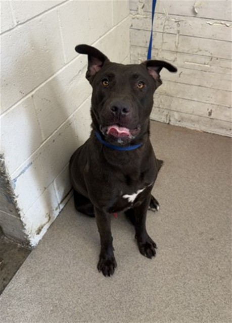 Shelter Stray Male Dog last seen N G AND 49TH, 333 Chandler Pl, San Bernardino, CA 92408, USA