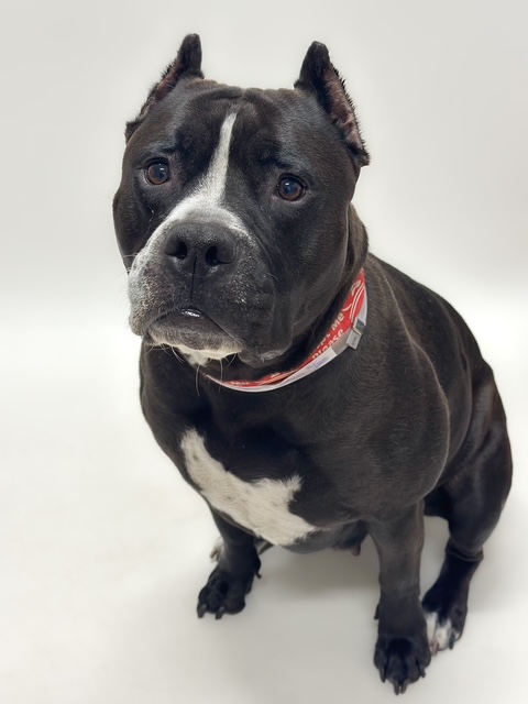 Shelter Stray Female Dog last seen WHITMAN ST, 16 Barnes Ct, Hayward, CA 94544, USA