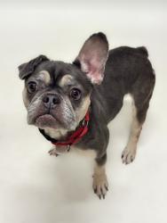 Shelter Stray Female Dog last seen WINTON/HESPERIAN, 16 Barnes Ct, Hayward, CA 94544, USA