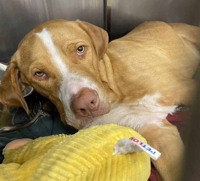 Shelter Stray Male Dog last seen NW 36TH ST AND COYOL ST, 4710 TX-151, San Antonio, TX 78227, USA