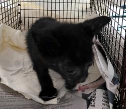 Shelter Stray Unknown Cat last seen I-75 N & PINES BLVD, PEMBROKE PINES, FL 33027, 2400 SW 42nd St, Fort Lauderdale, FL 33312, USA
