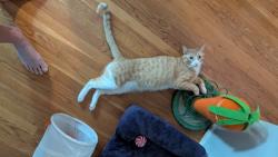 Reunited Male Cat last seen Chandler and Cahuenga, Los Angeles, CA 91601