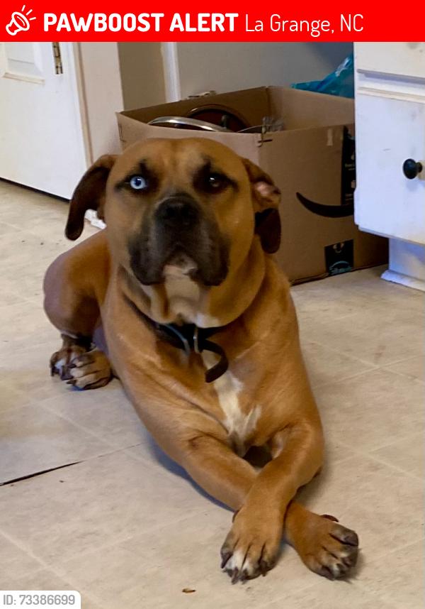Lost Male Dog last seen On Pointe Drive in the Walnut Creek area of La Grange, NC., La Grange, NC 28551