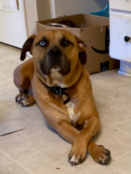 Lost Male Dog last seen On Pointe Drive in the Walnut Creek area of La Grange, NC., La Grange, NC 28551