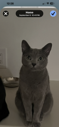 Reunited Male Cat last seen 19th st and Montana ave, Los Angeles County, CA 90049