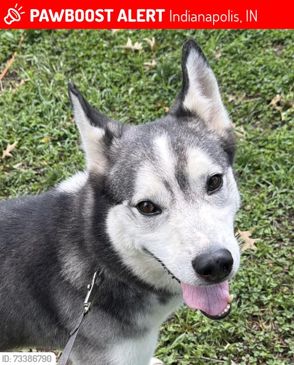 Lost Male Dog last seen E 46th and Arlington Ave, Indianapolis, IN 46226