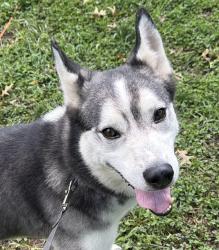 Lost Male Dog last seen E 46th and Arlington Ave, Indianapolis, IN 46226