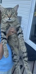 Found/Stray Male Cat last seen Waconia, Waconia, MN 55387
