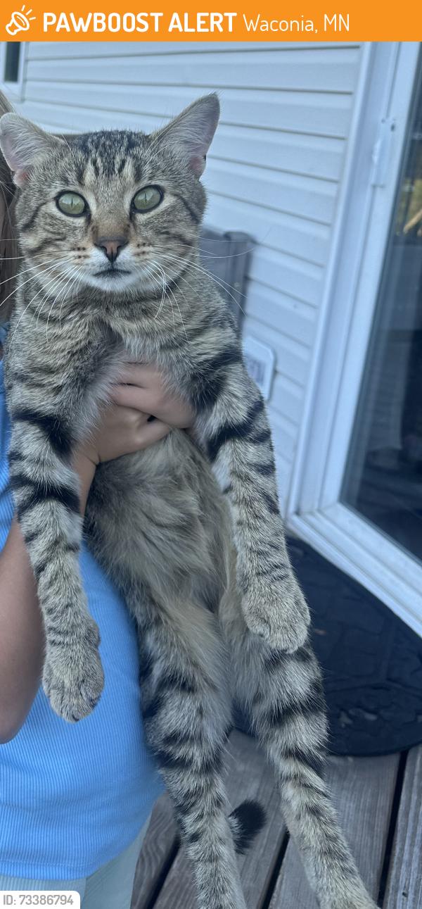 Found/Stray Male Cat last seen Waconia, Waconia, MN 55387