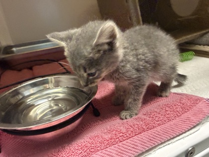 Shelter Stray Unknown Cat last seen Falls Church, VA, 22041,ArdleyCt&S CarlinSpringsRd, Fairfax County, VA, 4500 West Ox Rd, Fairfax, VA 22030, USA