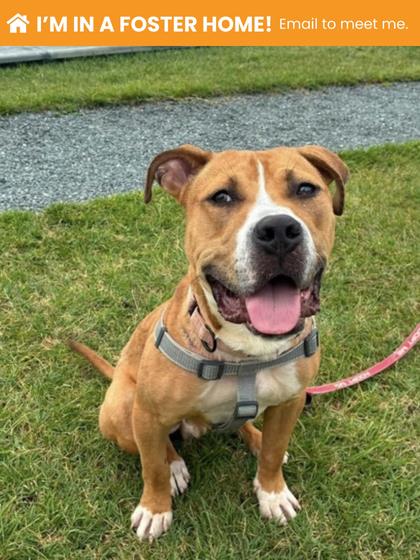 Shelter Stray Male Dog last seen Near Clifton ave, 21217, MD, 2490 Giles Rd, Baltimore, MD 21225, USA