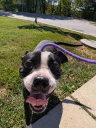Shelter Stray Male Dog last seen Near Kirk ave, 21218, MD, 2490 Giles Rd, Baltimore, MD 21225, USA