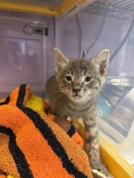 Shelter Stray Female Cat last seen Near Phil Gibbs, CITY of El Paso, TX, 5001 Fred Wilson Ave, El Paso, TX 79906, USA