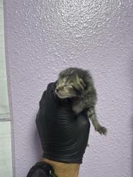 Shelter Stray Female Cat last seen Near N Yarbrough, CITY of El Paso, TX, 5001 Fred Wilson Ave, El Paso, TX 79906, USA