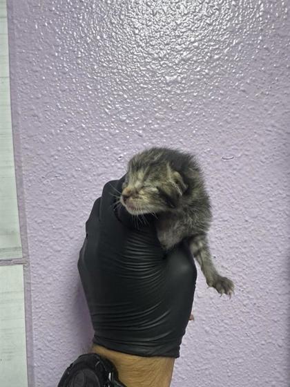 Shelter Stray Female Cat last seen Near N Yarbrough, CITY of El Paso, TX, 5001 Fred Wilson Ave, El Paso, TX 79906, USA