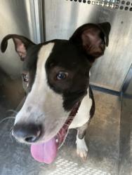 Shelter Stray Male Dog last seen Near E McCormick Sr, Caddo Parish, LA, 1500 Monty St, Shreveport, LA 71107, USA