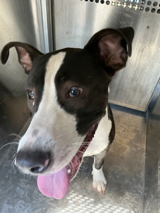Shelter Stray Male Dog last seen Near E McCormick Sr, Caddo Parish, LA, 1500 Monty St, Shreveport, LA 71107, USA