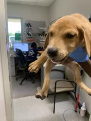 Shelter Stray Male Dog last seen Near phelps Road, Caddo Parish, LA, 1500 Monty St, Shreveport, LA 71107, USA