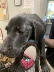 Shelter Stray Female Dog last seen Near phelps Road, Caddo Parish, LA, 1500 Monty St, Shreveport, LA 71107, USA