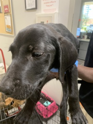 Shelter Stray Female Dog last seen Near phelps Road, Caddo Parish, LA, 1500 Monty St, Shreveport, LA 71107, USA