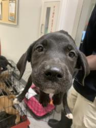Shelter Stray Female Dog last seen Near phelps Road, Caddo Parish, LA, 1500 Monty St, Shreveport, LA 71107, USA