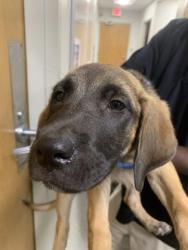 Shelter Stray Female Dog last seen Near phelps Road, Caddo Parish, LA, 1500 Monty St, Shreveport, LA 71107, USA