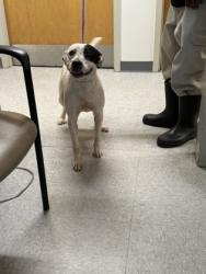 Shelter Stray Female Dog last seen , Caddo Parish, LA, 1500 Monty St, Shreveport, LA 71107, USA