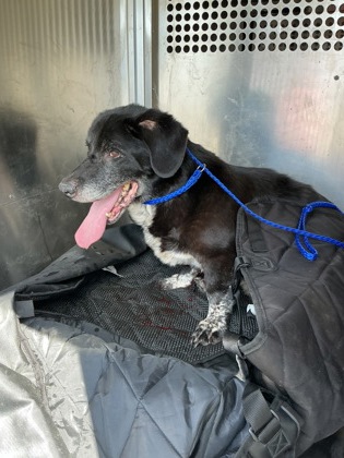 Shelter Stray Male Dog last seen N Market St, Caddo Parish,, 1500 Monty St, Shreveport, LA 71107, USA