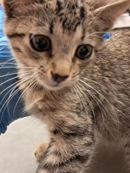 Shelter Stray Unknown Cat last seen Dayton Rd, Caddo Parish, LA, 1500 Monty St, Shreveport, LA 71107, USA