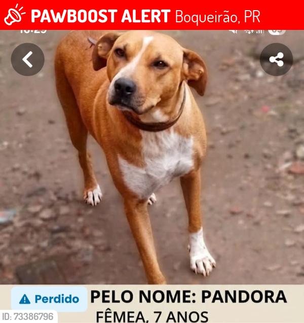 Lost Female Dog last seen Boqueirão, Boqueirão, PR 