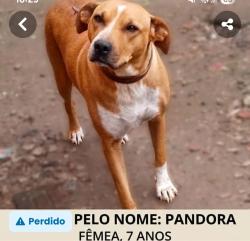 Lost Female Dog last seen Boqueirão, Boqueirão, PR 