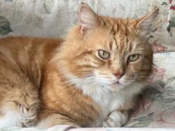 Lost Male Cat last seen Woodford Green, Woodford, England IG8