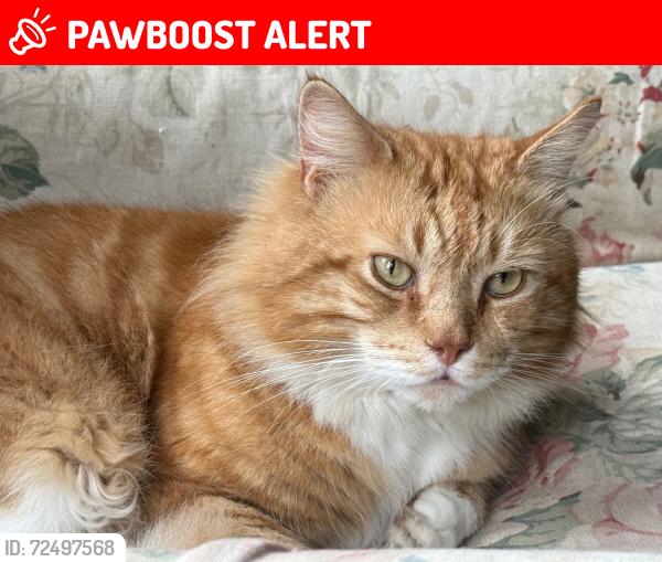 Lost Male Cat last seen Woodford Green, Woodford, England IG8