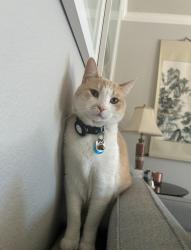Lost Male Cat last seen Airtagged collar found on Estero Road, Isla Vista, CA 93117