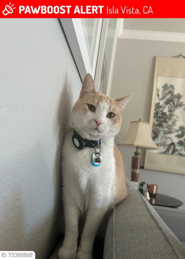 Lost Male Cat last seen Airtagged collar found on Estero Road, Isla Vista, CA 93117