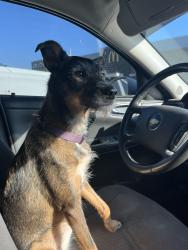 Lost Female Dog last seen Longfellow and Nevada, Spokane, WA 99207