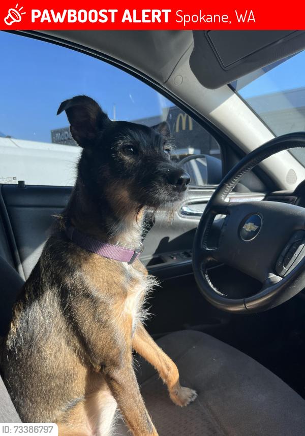 Lost Female Dog last seen Longfellow and Nevada, Spokane, WA 99207