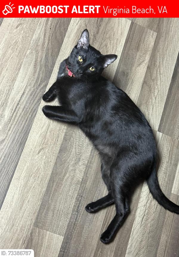 Lost Male Cat last seen He jumped out of my daughter hands at the mini price storage while moving, Virginia Beach, VA 23462
