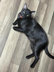 Lost Male Cat last seen He jumped out of my daughter hands at the mini price storage while moving, Virginia Beach, VA 23462