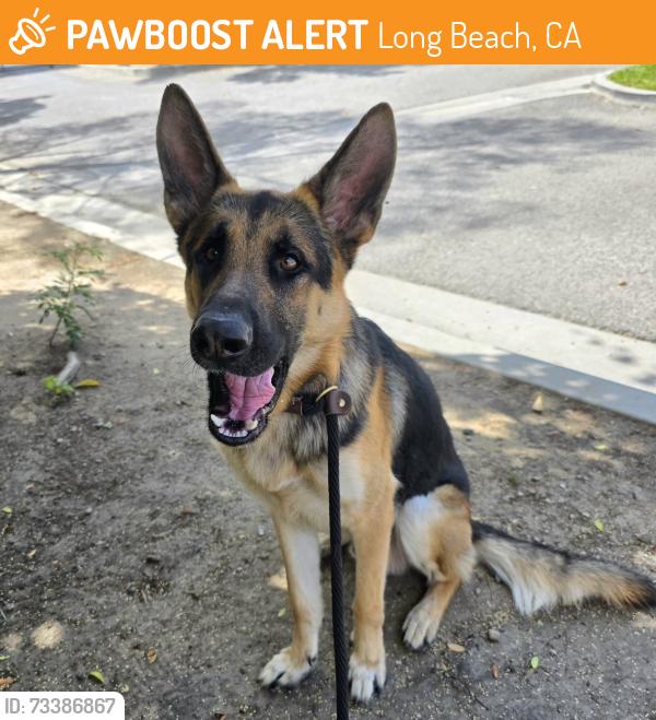 Found/Stray Male Dog last seen Falcon Ave & Harding St, Long Beach, CA 90805, Long Beach, CA 90805