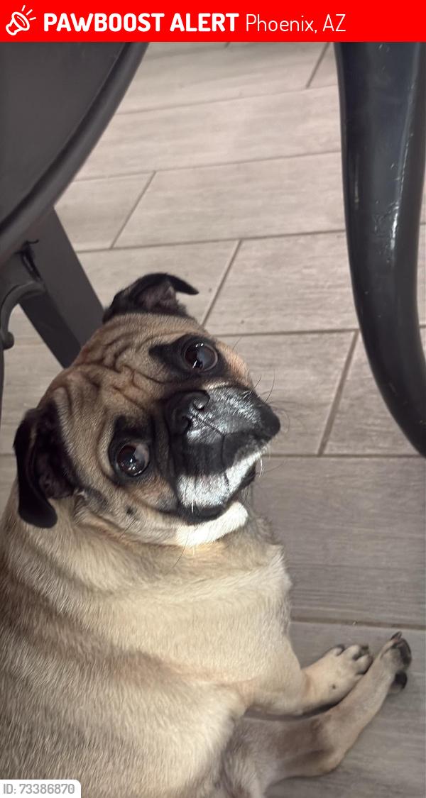 Lost Male Dog last seen Near ave and Glenrosa, Phoenix, AZ 85017