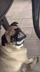 Lost Male Dog last seen Near ave and Glenrosa, Phoenix, AZ 85017