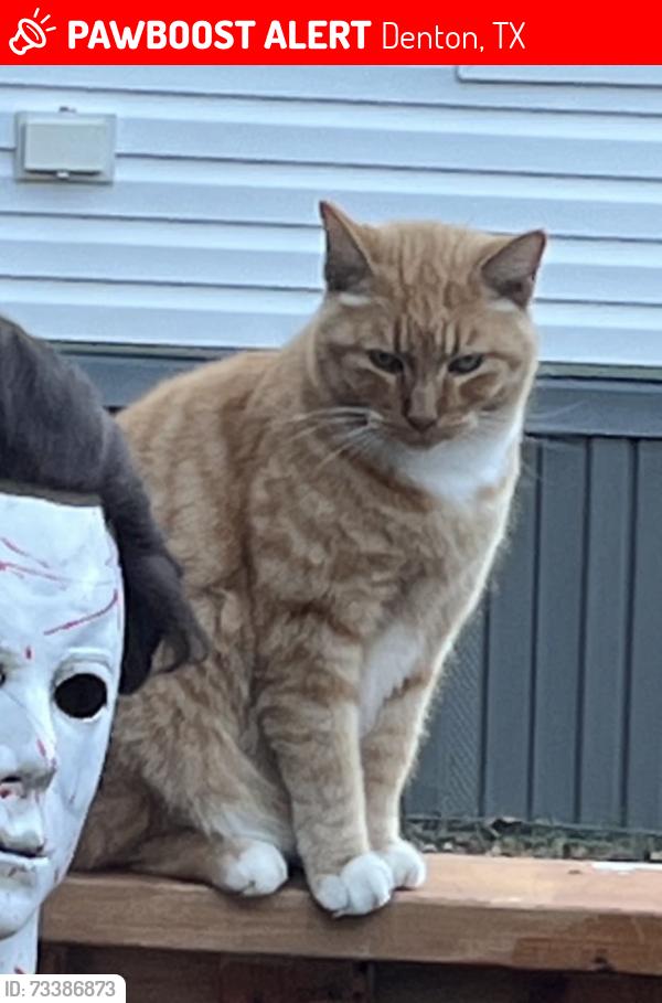Lost Male Cat last seen McKinney st /Trinity rd, Denton, TX 76208