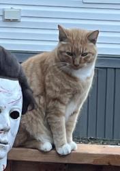 Lost Male Cat last seen McKinney st /Trinity rd, Denton, TX 76208