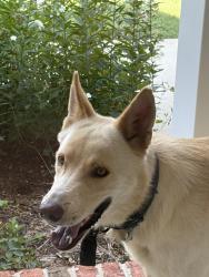 Found/Stray Male Dog last seen Concrete Works Rd, Davidson County, NC 27107