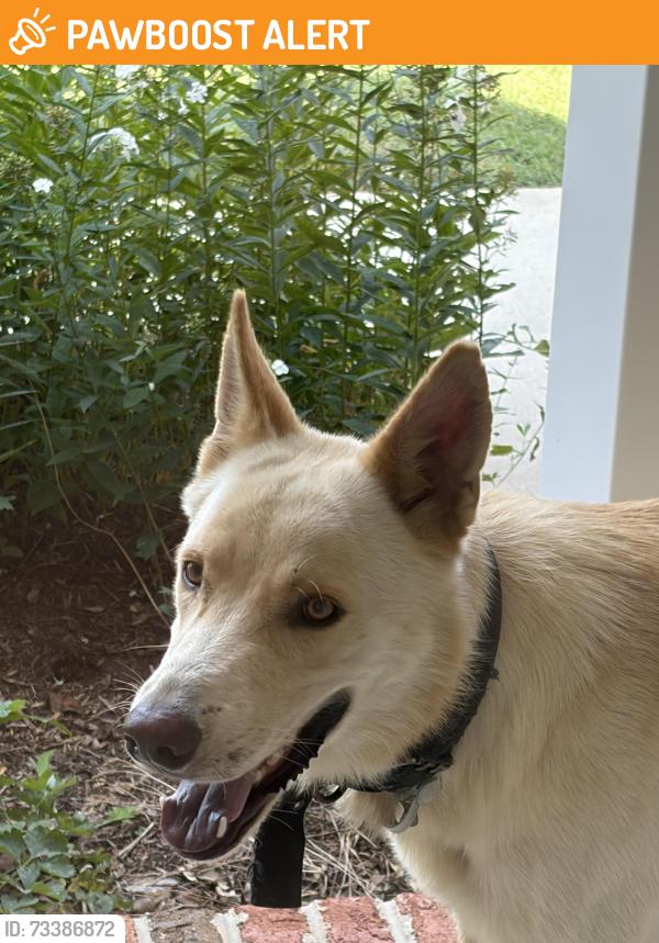 Found/Stray Male Dog last seen Concrete Works Rd, Davidson County, NC 27107