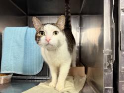 Shelter Stray Male Cat last seen Near Lott Avenue, BROOKLYN, NY, 11212, 326 E 110th St, New York, NY 10029, USA